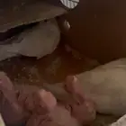 جوز كروان البينو مع فرووحه