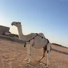 خلفة عليانية