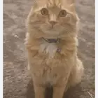 قط . اليف جدا وهادي ويحب اللعب.. وشكله جميل