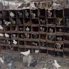 حمام فرنسي احجام كبيره