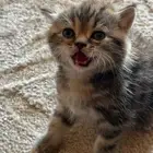 قطط سكوتش ستريت تايقر للبيع