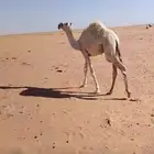 للبيع