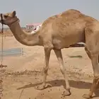 قعود جذع قليصه