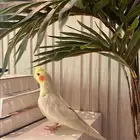 طائر ببغاء الكروان ( كوكتيل )