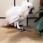 فرخ كوكاتو إمبريلا غر تم البيع