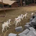 بهم ماعز لباني