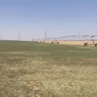 للبيع مزرعه خلف جبل ساق نخيل وماء وافر في القصيم