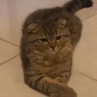 ذكر قط للبيع