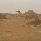 بكرة ثنية ساحليه