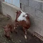 ثنتين معزا تحتها اثنين كفو ومشروطة - النماص