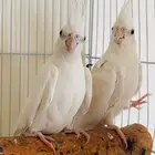 جوز كروان البينو