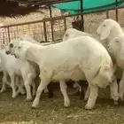 طليان حري