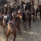 جفار مقاني دهم بفحلها