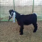 تيس عارضي صنف فاخر