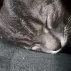 قطه لتبني عمرها 5 شهور