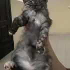 قط للتبني