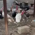 دجاج رومي