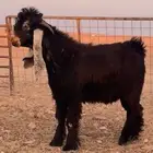 جذع عارضي خصم