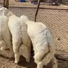 طليان تضحي فاخرة