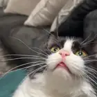 قط للتبني