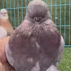 زوج كلين كريمي بار الذكر top مع انتاجة