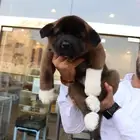 كلاب اكيتا امريكي vip