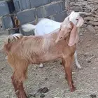 تيوس ديره