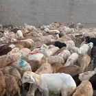 مكه اللحيانيه