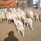 حريات مواليد 15 معها 15