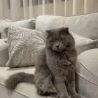 قط لتبني سكوتش