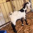 تيس سمين العمر 4 شهور وشوي