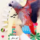 فرخ كاسكو احمر من النوادر تبارك الرحمن تم الييع
