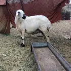 نعجه صفراء دافع حاشد
