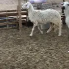 متبع ونعجتين دفيع
