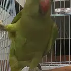 ببغاء هندي