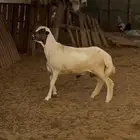 كبش مشروع فحل