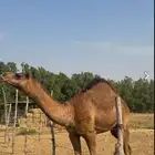 قعود مشروع فحل