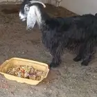 للبيع عنز سدس مضرع