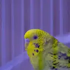 طائر البادجي لون أخضر ( انثى ) مع قفص