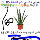 صبار الوفيرا شاي ازرق بنفسجي سدر جبلي زعفران بكجات80-130