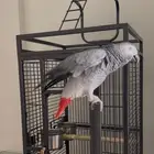 كاسكو اليف وهدد داخلي وبحر بالكلام