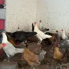 دجاج بلدي العمر 4 أشهر ونص