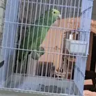 يلو هد الاخلاص الكوثر