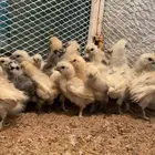 اطقم دجاج قطني