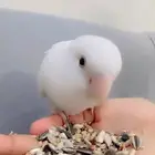 عصافير روز للبيع القويعيه