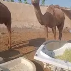 ناقه للبيع