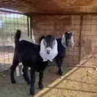 تيوس للبيع