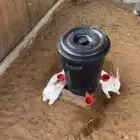 ارانب للبيع