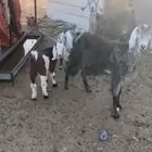 شاتين متابيع