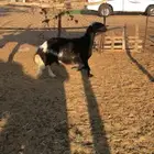 نعجه عرب كفو